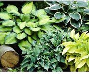 Hosta mix w Super Cenie  - Wyprzedaż