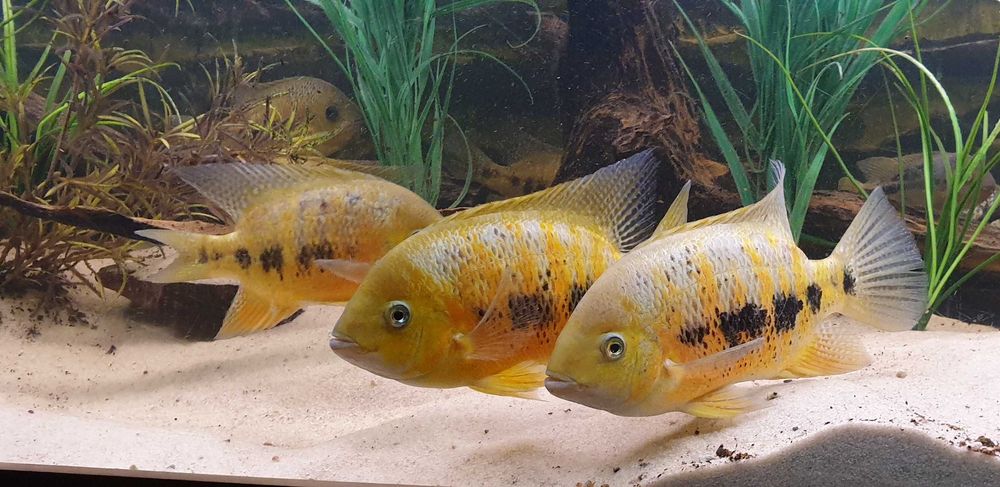 Pielęgnica Cichlasoma bocourti