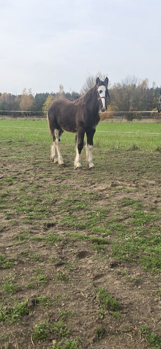 Ogierek Shire 6 miesiecy