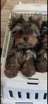 Yorkshire Terrier piesek 14 tygodni ,  ZKwP (FCI)