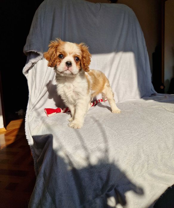 Cavalier King Charles Spaniel Piesek
