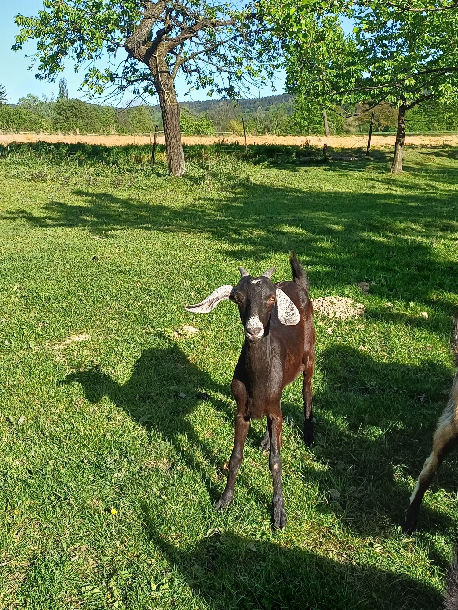 Sprzedam młodą kozę !