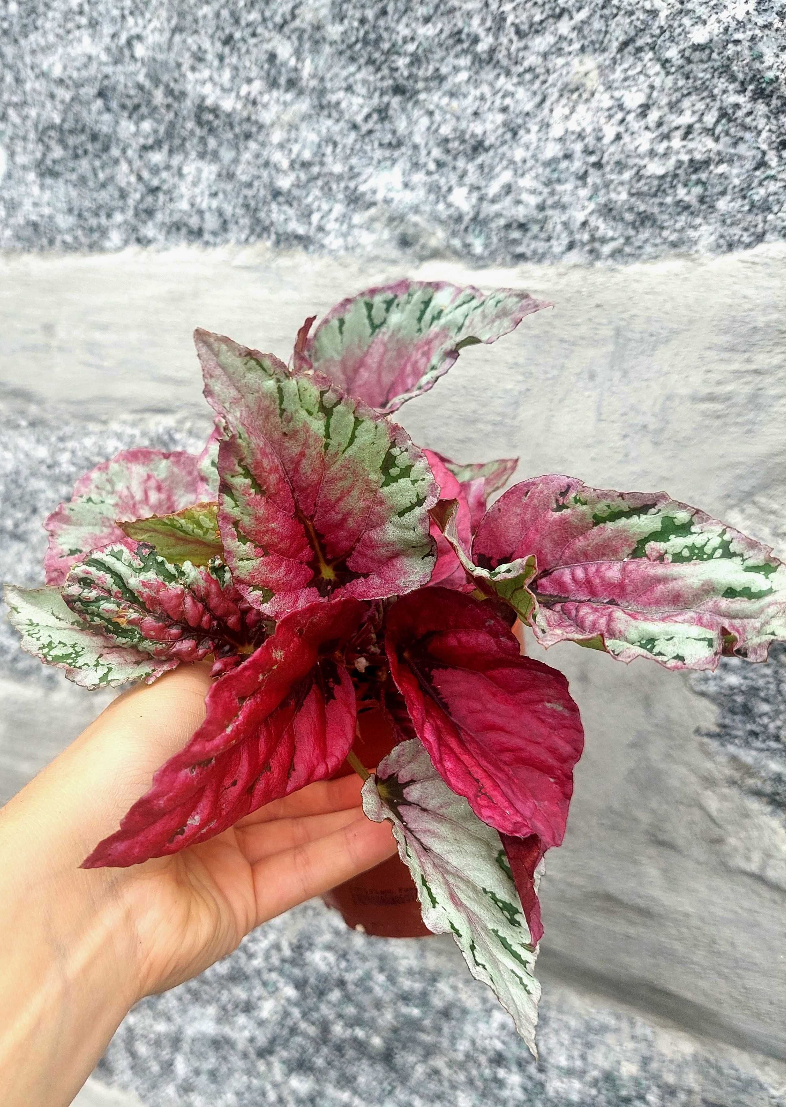 Planta Begonia Pink