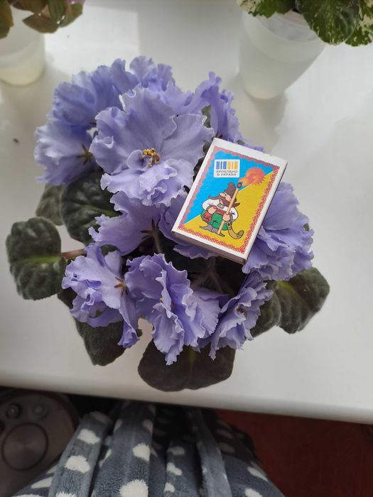 Фіалка ЕК-Морячка Reining beauty (cпорт) ЕК-Морской волк Аэлита (Морев