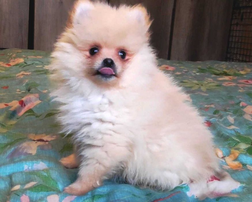 Szpic miniaturowy pomeranian - rodowód, wyprawka, paszport