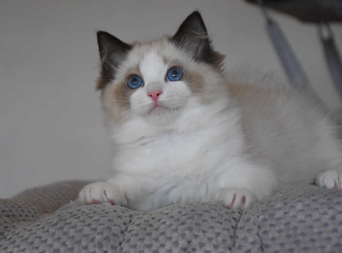 Ragdoll kotka Stella z rodowodem FIFe - Seal Bicolor