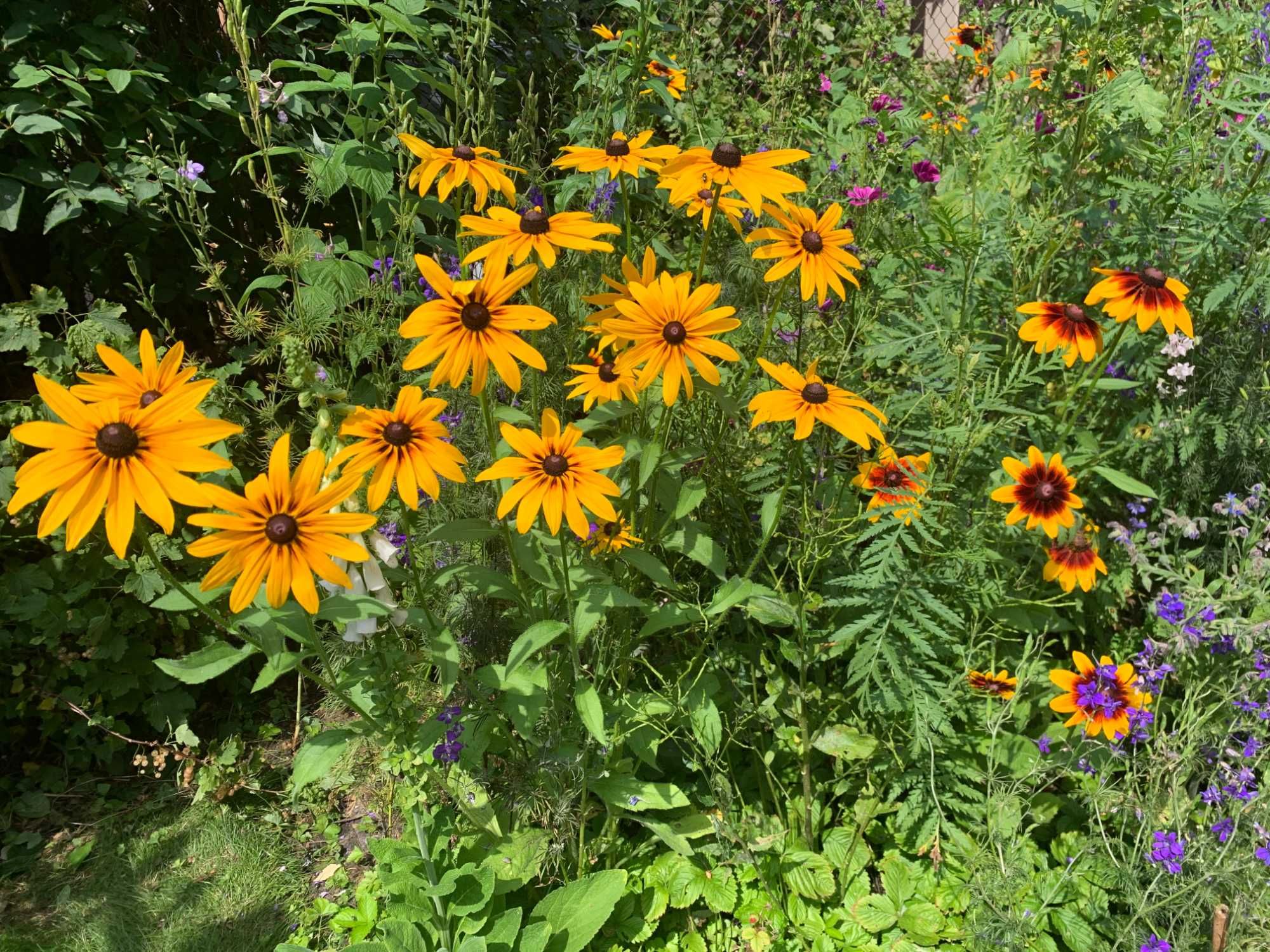 Rudbekia owłosiona - słoneczka w ogrodzie sadzonki PROMOCJA