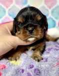 Cavalier King Charles Spaniel piesek Black and Tan