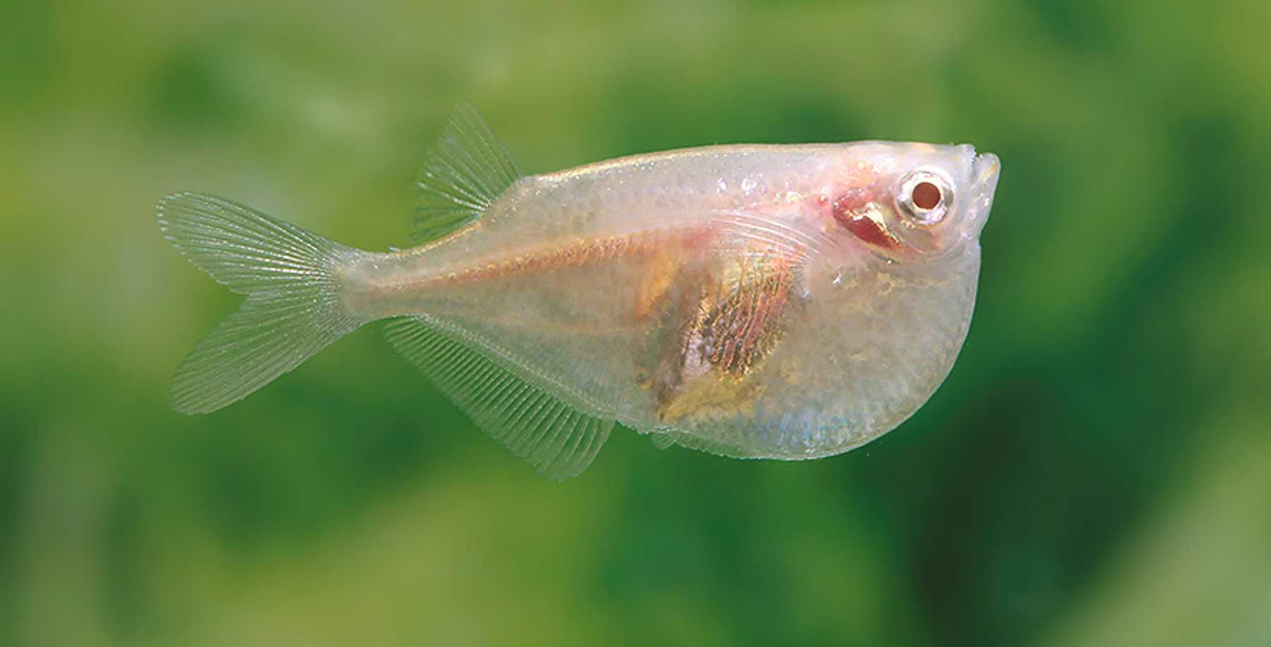 Topornica wielka odmiana ALBINOTYCZNA - Thoracocharax stellatus