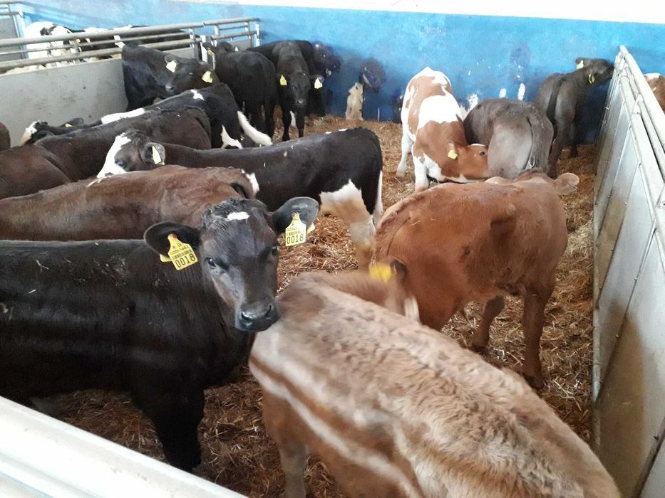 Sprzedam Cielęta mięsne, Byczki, Jałówki, MM, na krowę HF, raty