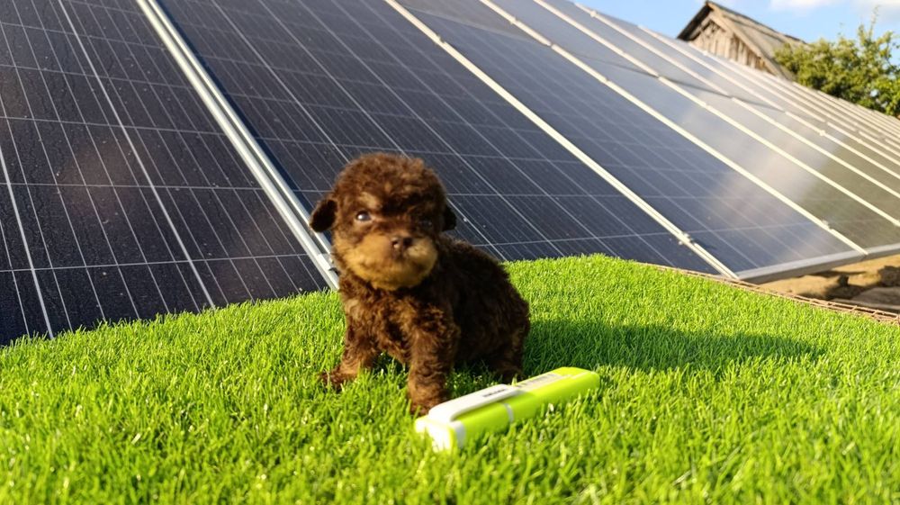 Мальтіпу F2.  Дівчинка.