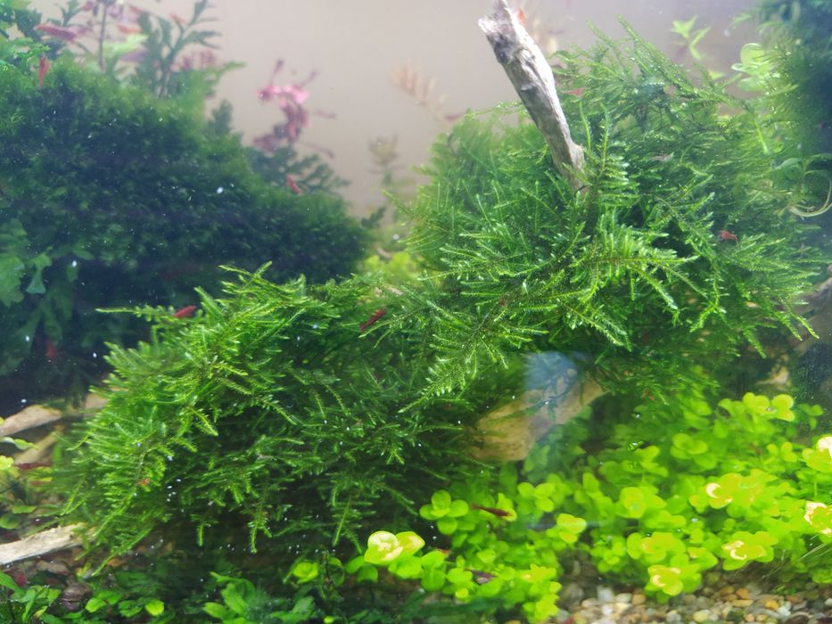 Креветки неокардини Кровава Мері, мохи, рослини акваріумні