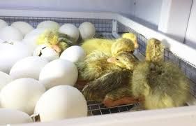 Качине інкубаційне яйце