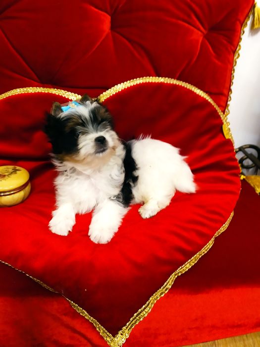 Śliczny samczyk z metryką ZKwP/FCI Biewer Yorkshire terrier.