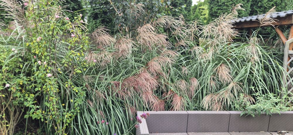 Miskant olbrzymi 4 kępy średnicy 30-40 cm