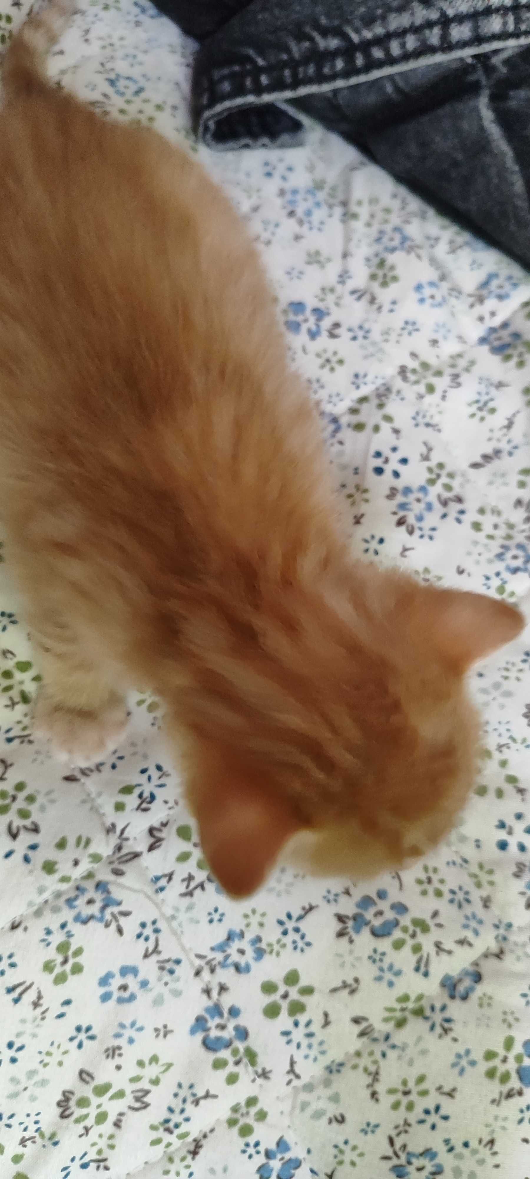 Rudy kotek do adopcji