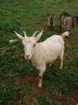 Cabras Muito bonitas