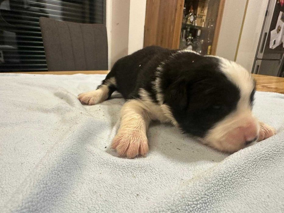 Border Collie suczka biało czarna