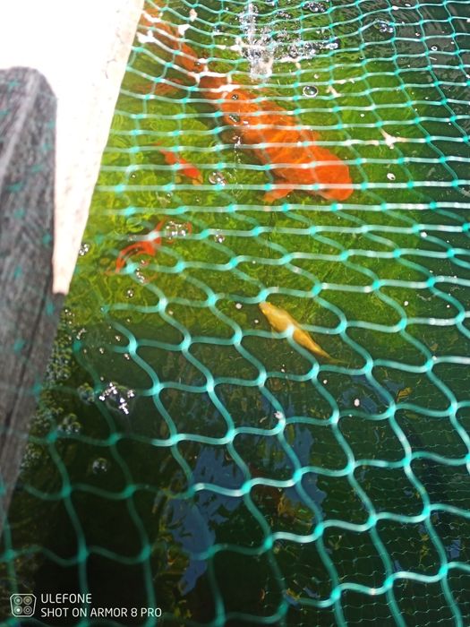 Peixes para lago