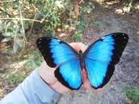 Larwy Morpho helenor L4 – motyle tropikalne do hodowli
