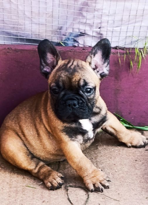 Детки французики