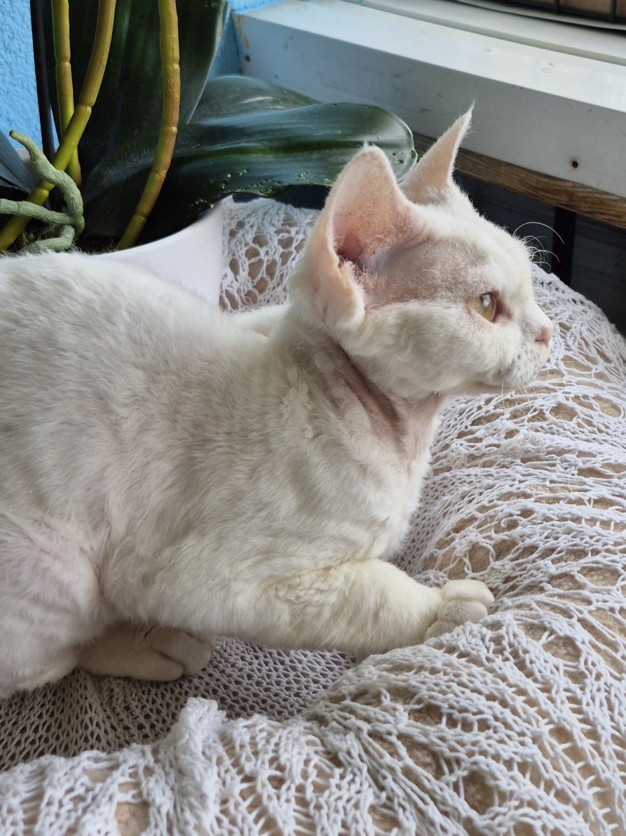 Koteczka Devon Rex Wystawo-hodowlana FPL