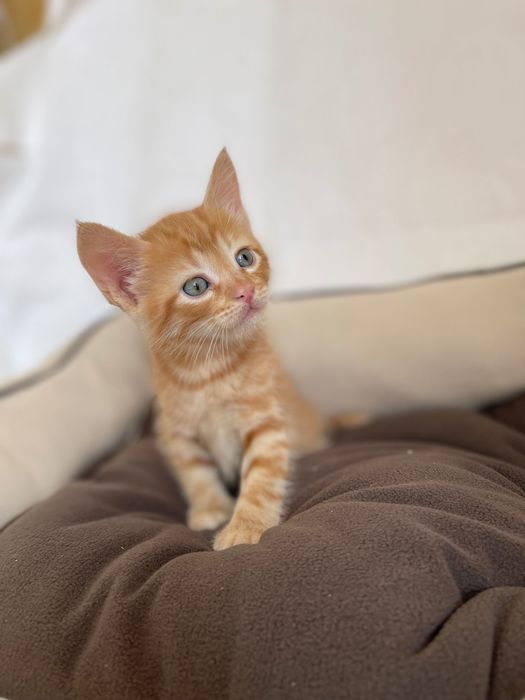 Котята котики отдам рыжий котенок