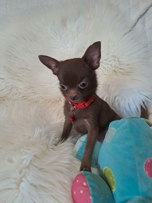 **X-MAN**chihuahua piesek xxs-1.40 choco gotowy do zmiany opiekuna
