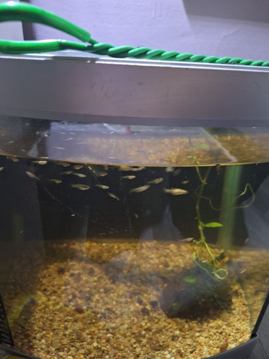 Młode gupiki  cena za sztuke