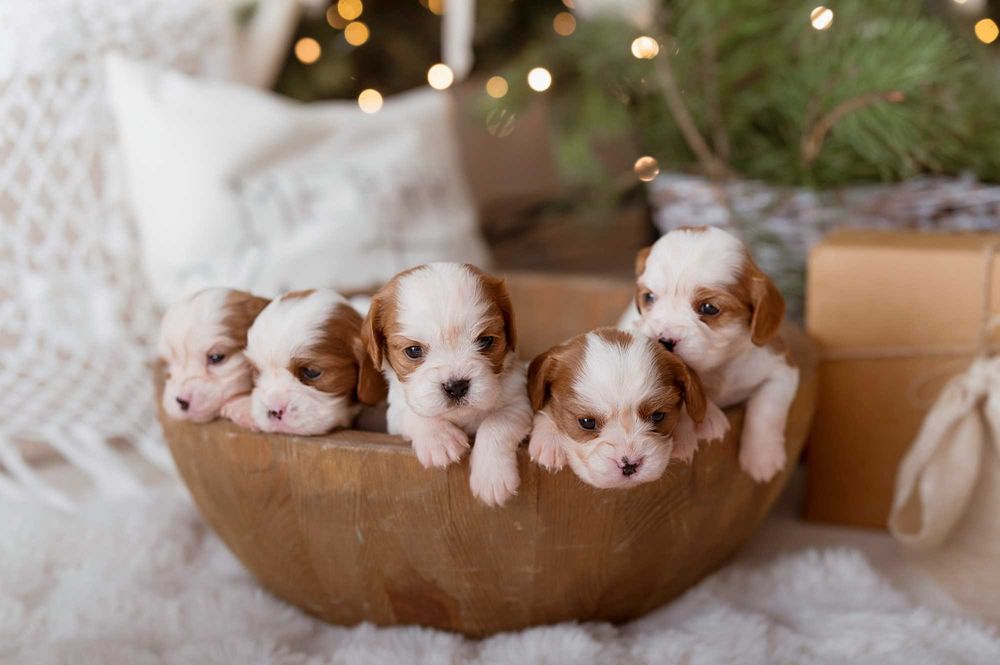 Cavalier King Charles Spaniel