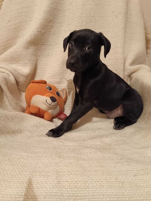 G O N Z O szuka SWOJEGO człowieka!