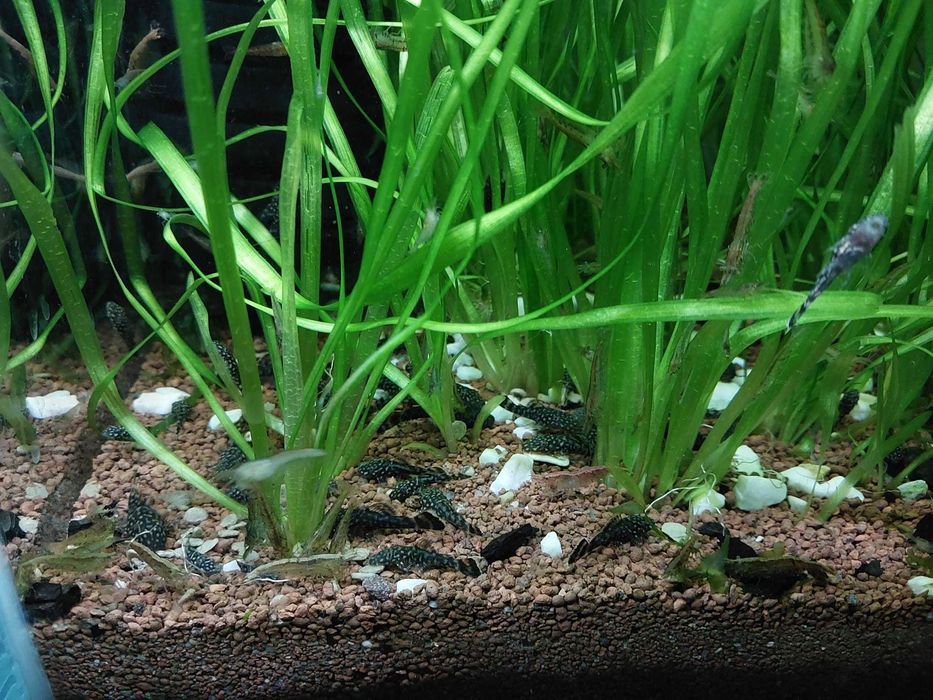 Glonojady młode - 3 zł