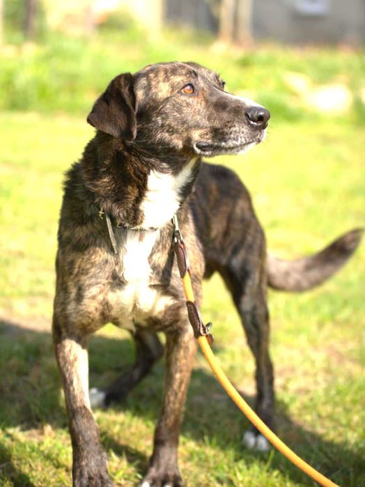 Cudny, fantastyczny, przekochany, przytulasny, bezdomny szuka domu