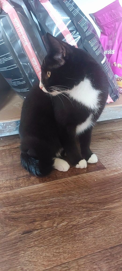 Kiwaczka kotka do adopcji