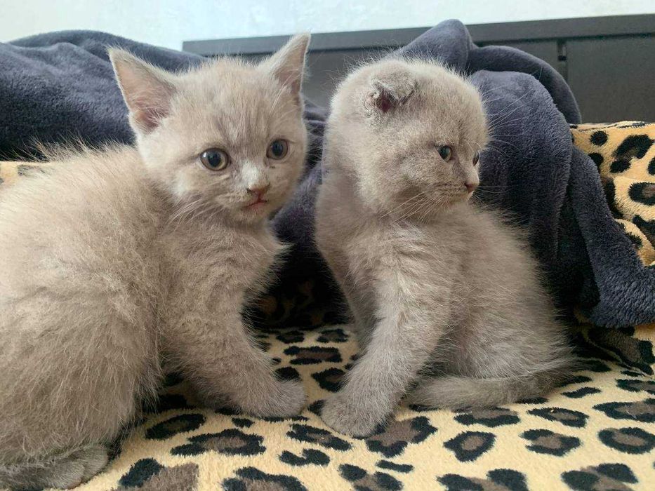 Чистокровні котенята