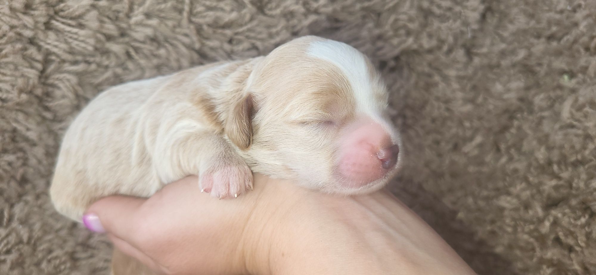 Piesek Maltipoo f1