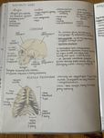 Notatki maturalne biologia rozszerzona