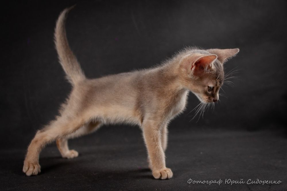 Котенок абиссин мальчик голубого окраса