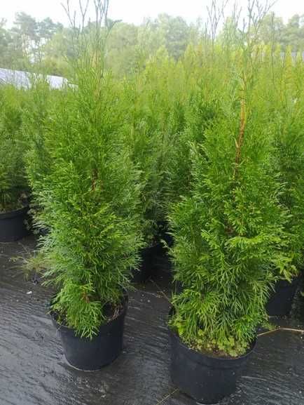 Продам тую смарагд в горщиках