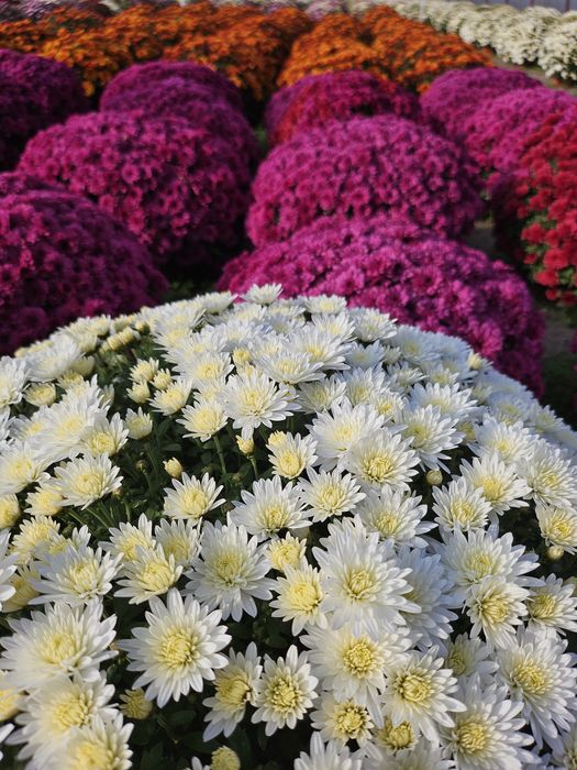 Chryzantemy drobnokwiatowe