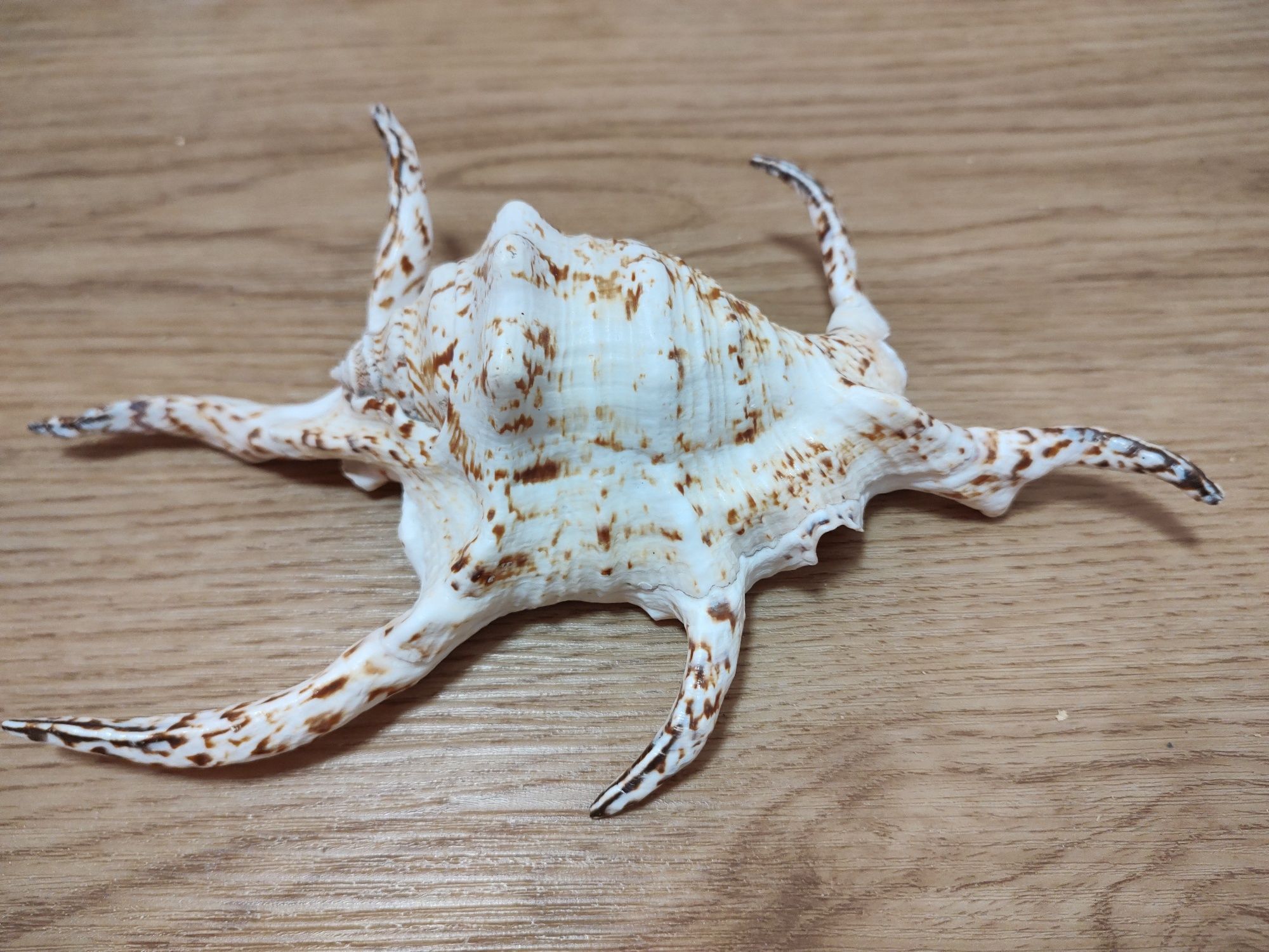 Ракушка большая из южных морей