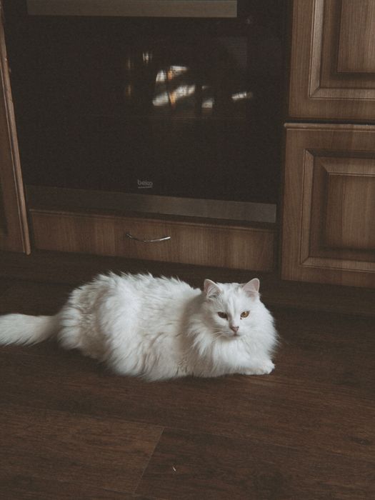 Отдам кошечку 4 года