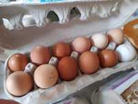 Ovos caseiros biológicos-3,0€ a dúzia'