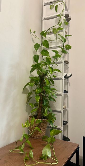 Planta jiboia | epipremnum aureum | +vaso