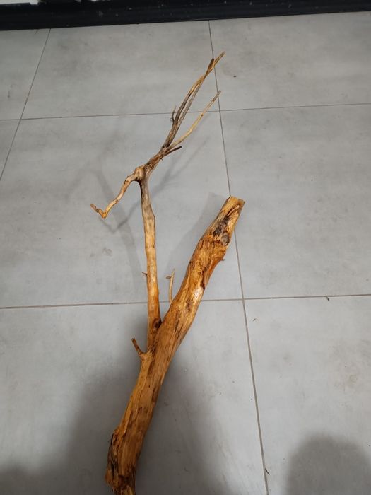 Ciekawy, średni naturalny korzeń do akwarium