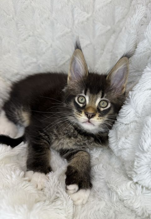 Kotka Maine Coon Felis/FiFe