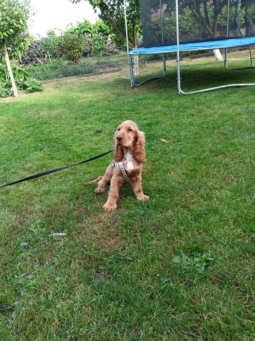 Piesek Cocker spaniel angielski