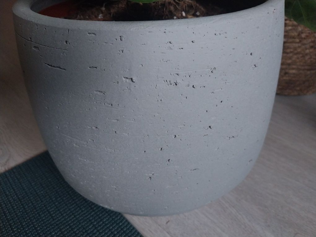 Ficus Lyrata 1,30cm