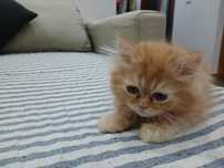 Gatinhos Muito meigos