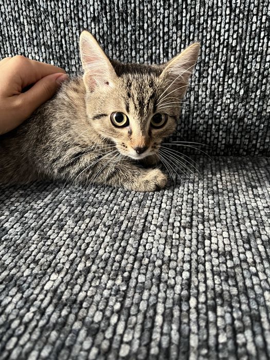 Віддаю котиків в добрі руки < 3